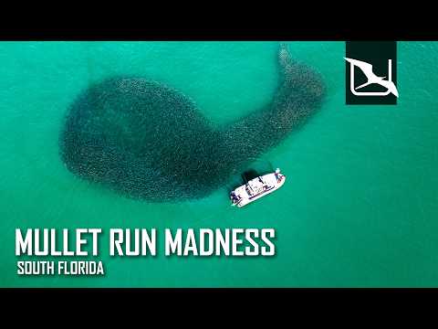 MULLET RUN MADNESS: TARPON, SNOOK & JACKS