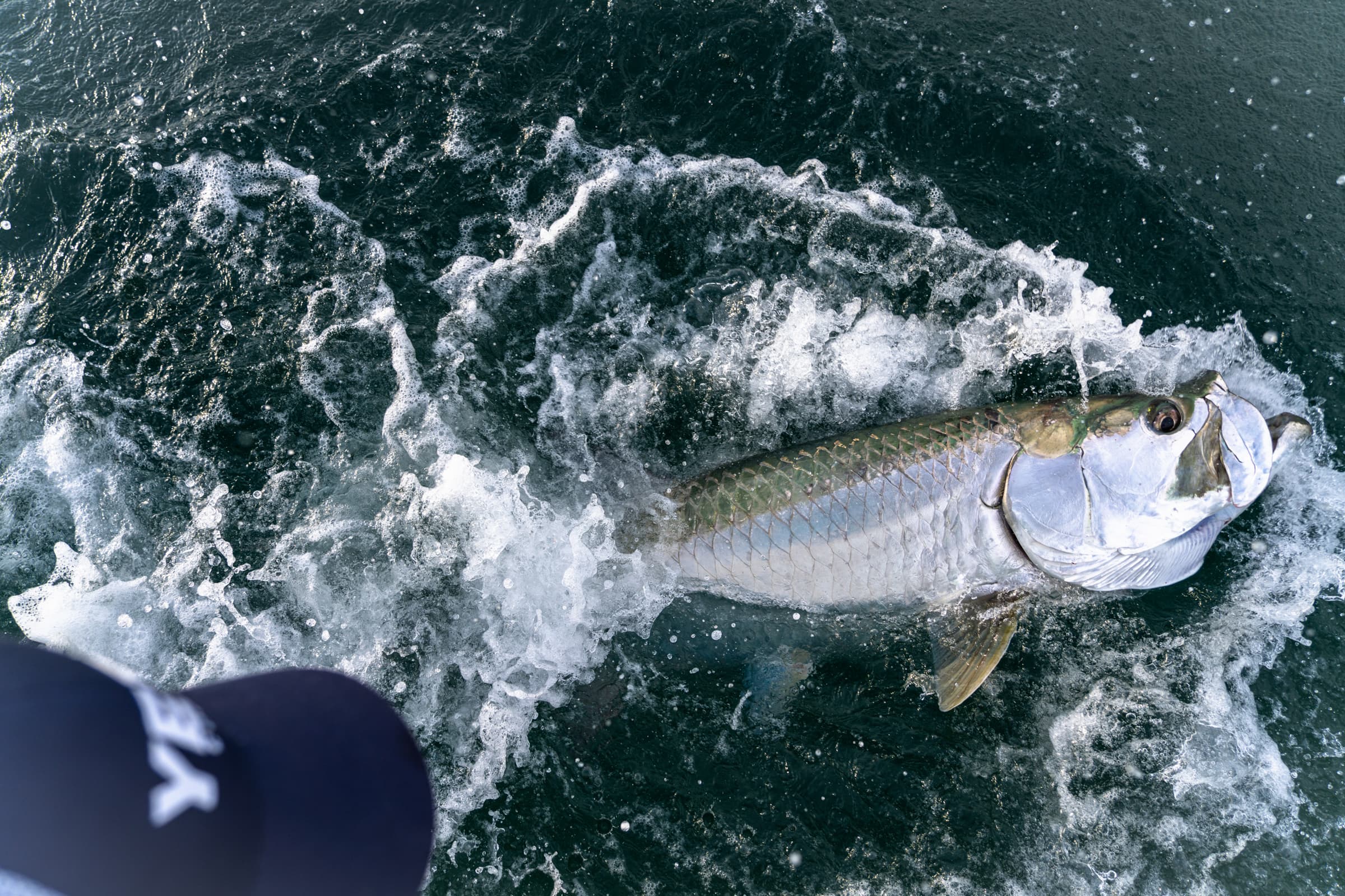 Angler holding a large snook at dusk in a Florida lagoon