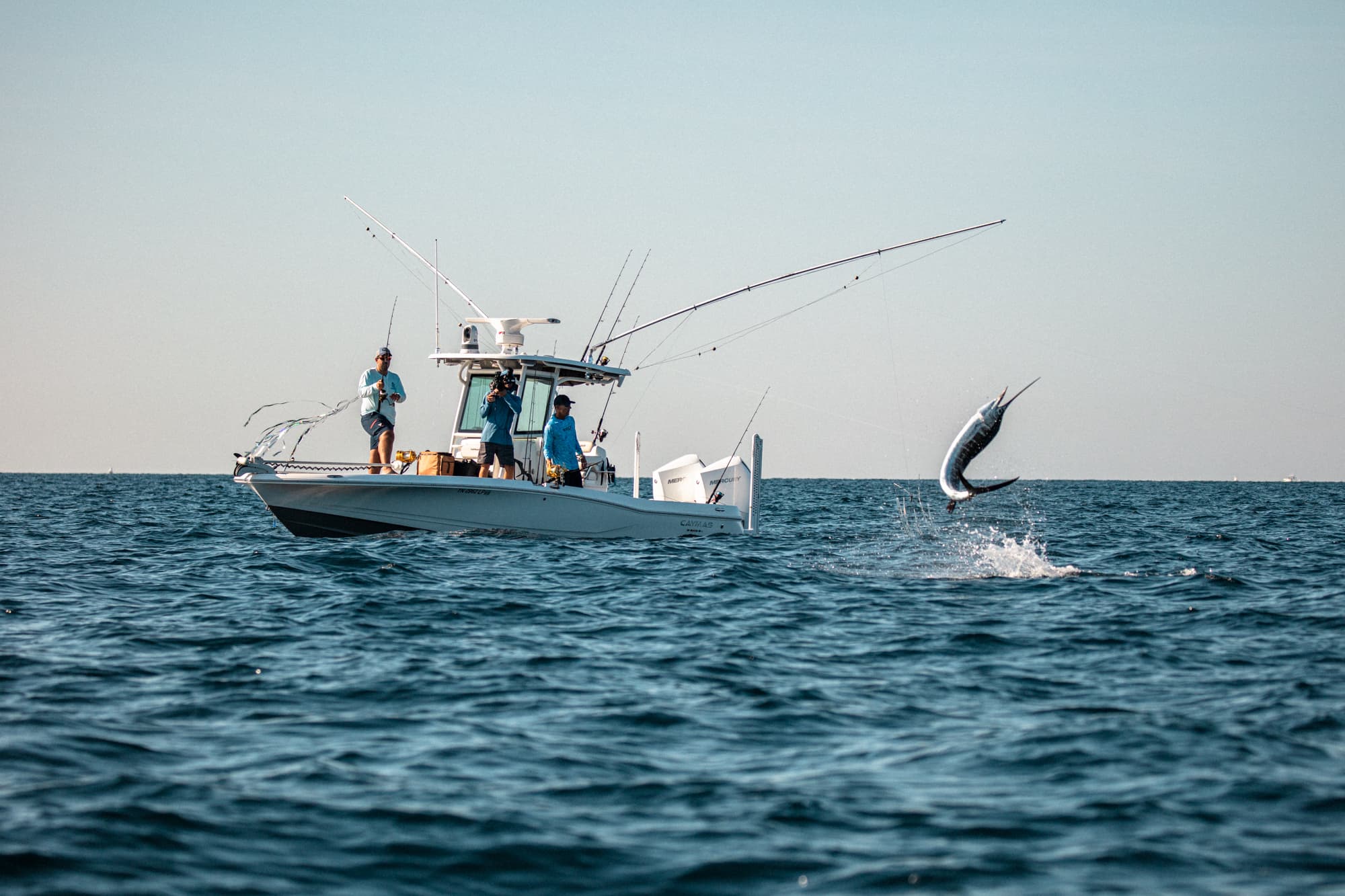 Blue marlin jumping offshore